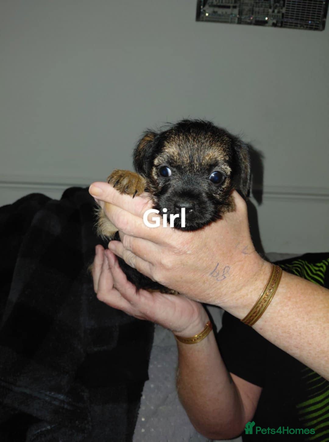 Border Terrier dogs for sale: 4 beauty looking for forever homes - Advert 4