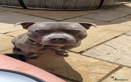 Staffordshire Bull Terrier dogs for stud: King Billy-boy  - Image 4