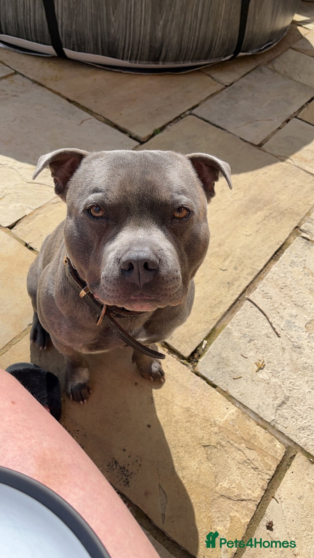 Staffordshire Bull Terrier dogs for stud: King Billy-boy  - Image 4