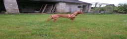 Hungarian Vizsla dogs for stud: Proven Hungarian Vizsla Stud Dog in Badminton - Advert 2