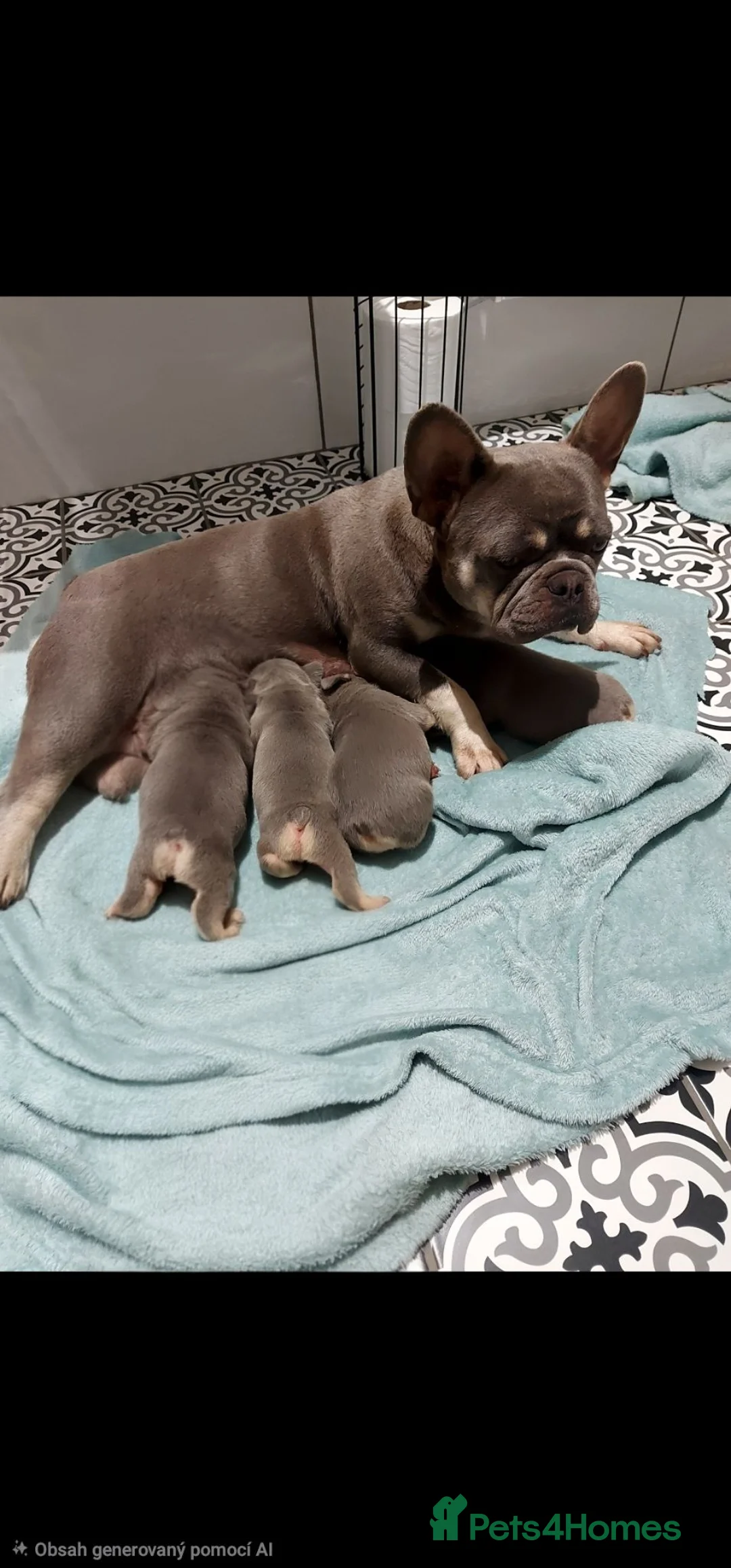 French Bulldog dogs for sale: French bulldog Grey Lilac Than  in Walsall - Advert 10