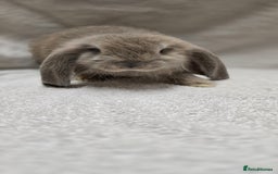 French Lop rabbits for sale: Beautiful French Lop Bunnies - Image 12