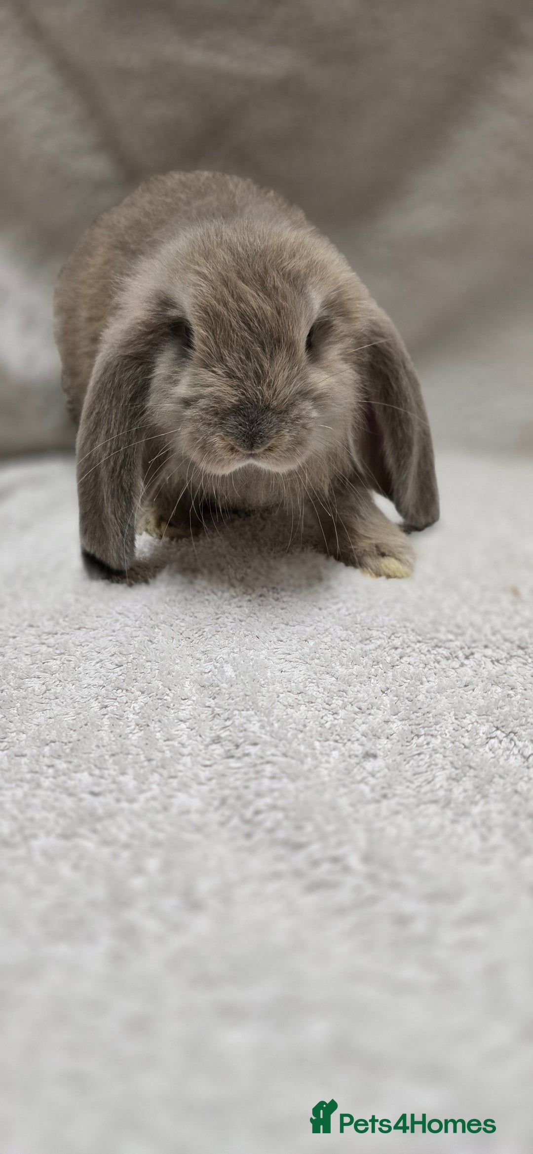 French Lop rabbits for sale: Beautiful French Lop Bunnies - Image 12