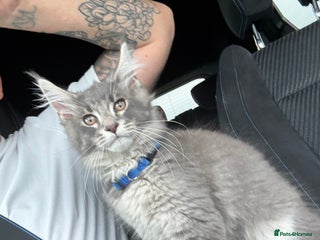 Maine Coon cats Maine coon XL - Advert 11