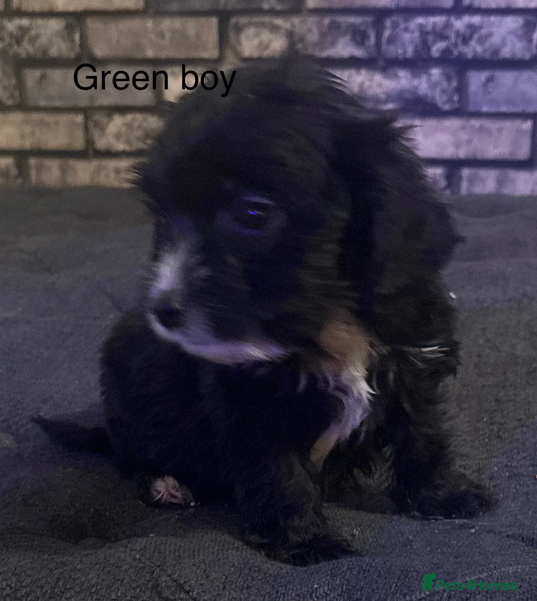 Cockapoo dogs for sale: Beautiful cockapoo puppies  - Advert 4