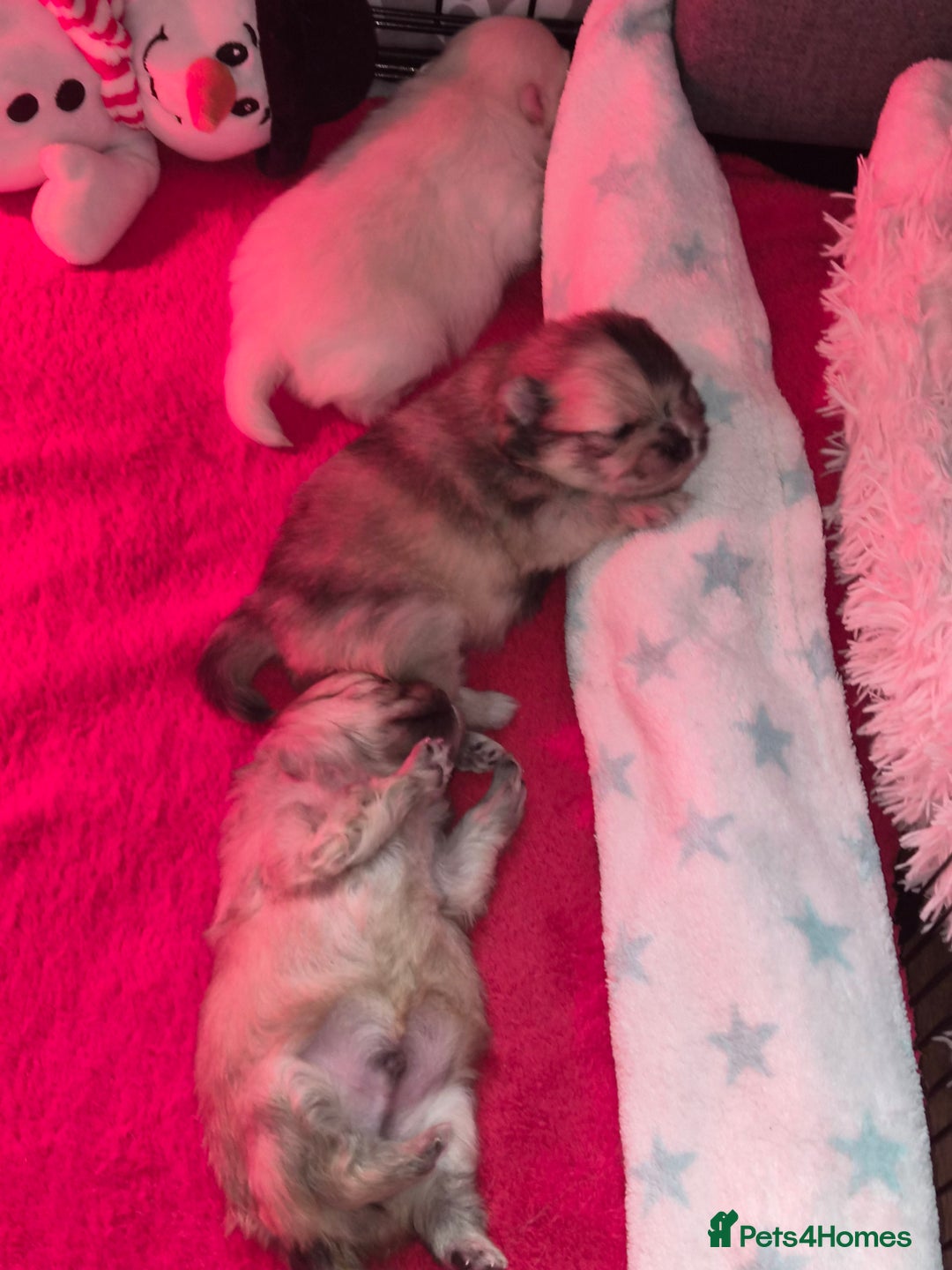 Pomeranian dogs for sale: Goergeos Pomeranian Puppy's💙❤️ - Advert 22