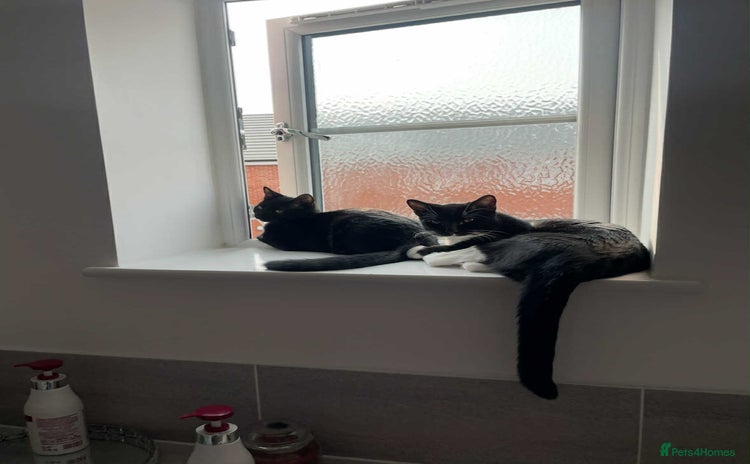 Mixed Breed cats - Advert 7