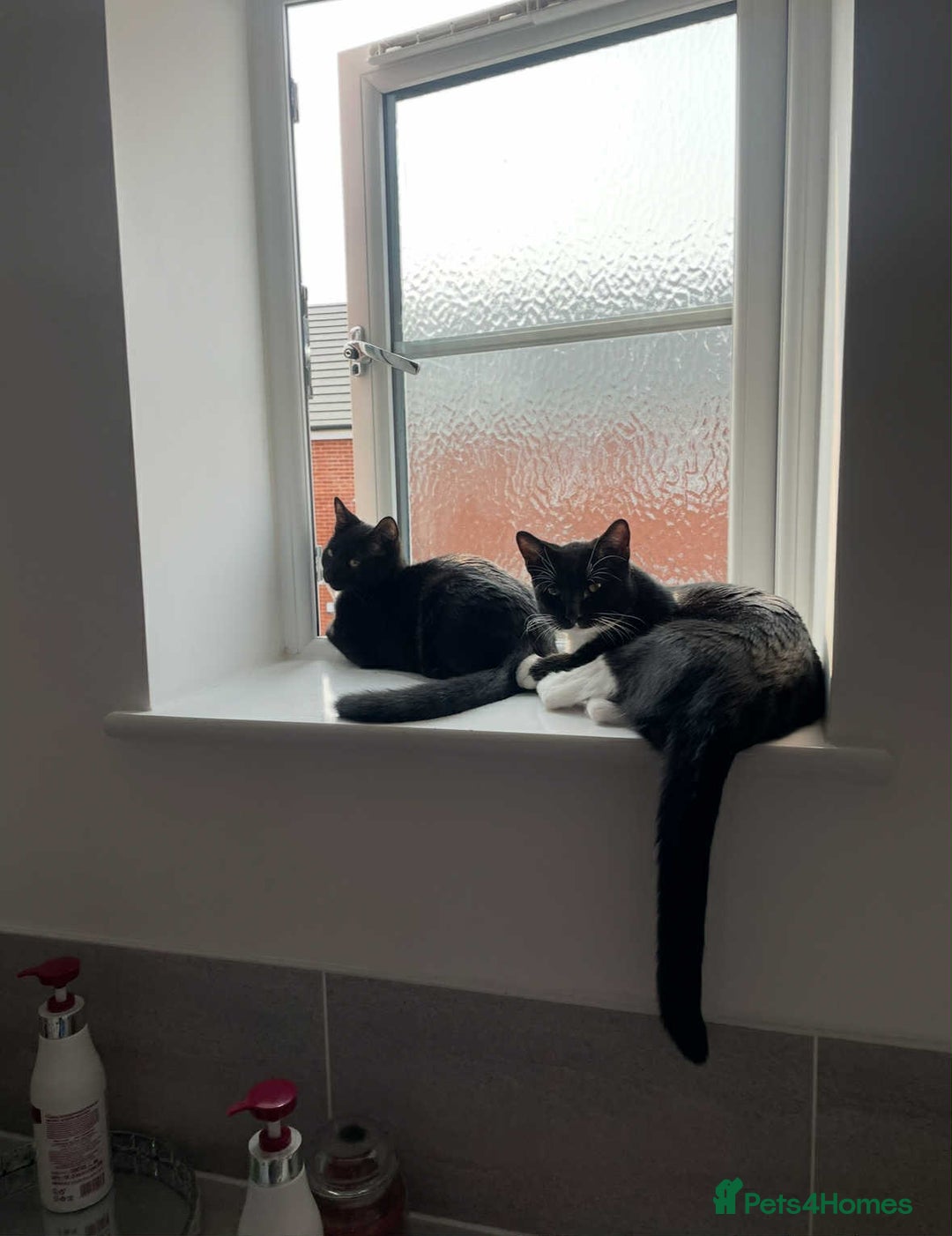 Mixed Breed cats for sale: 🐾 Sweet Cat Duo Looking for a Loving Home 🐾 - Image 1