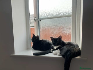 Mixed Breed cats - Advert 32