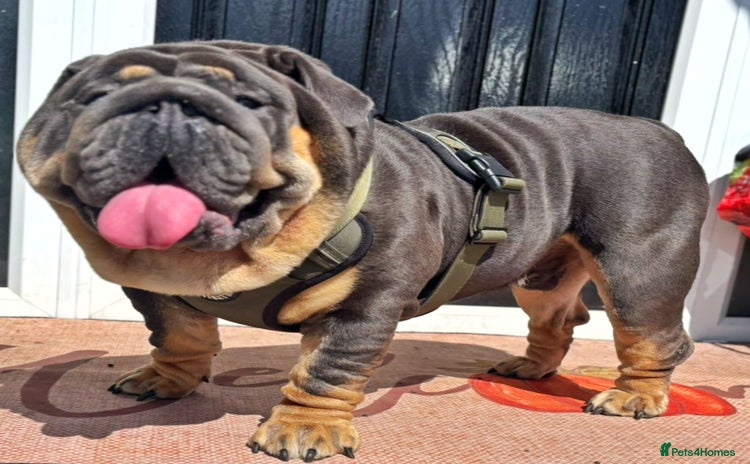 English Bulldog dogs - Advert 2
