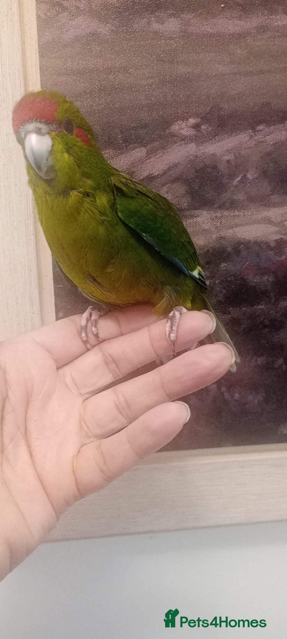 Parakeets birds Handreared baby Kakariki for sale  - Advert 2