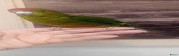 Parakeets birds for sale: Handreared baby Kakariki for sale  in Accrington - Advert 2