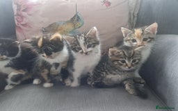 Mixed Breed cats for sale: 5 beautiful kittens 4 female 1 male - Image 15