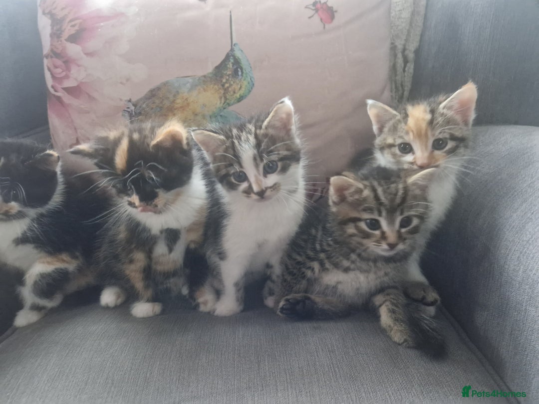 Mixed Breed cats for sale: 5 beautiful kittens 4 female 1 male - Image 15