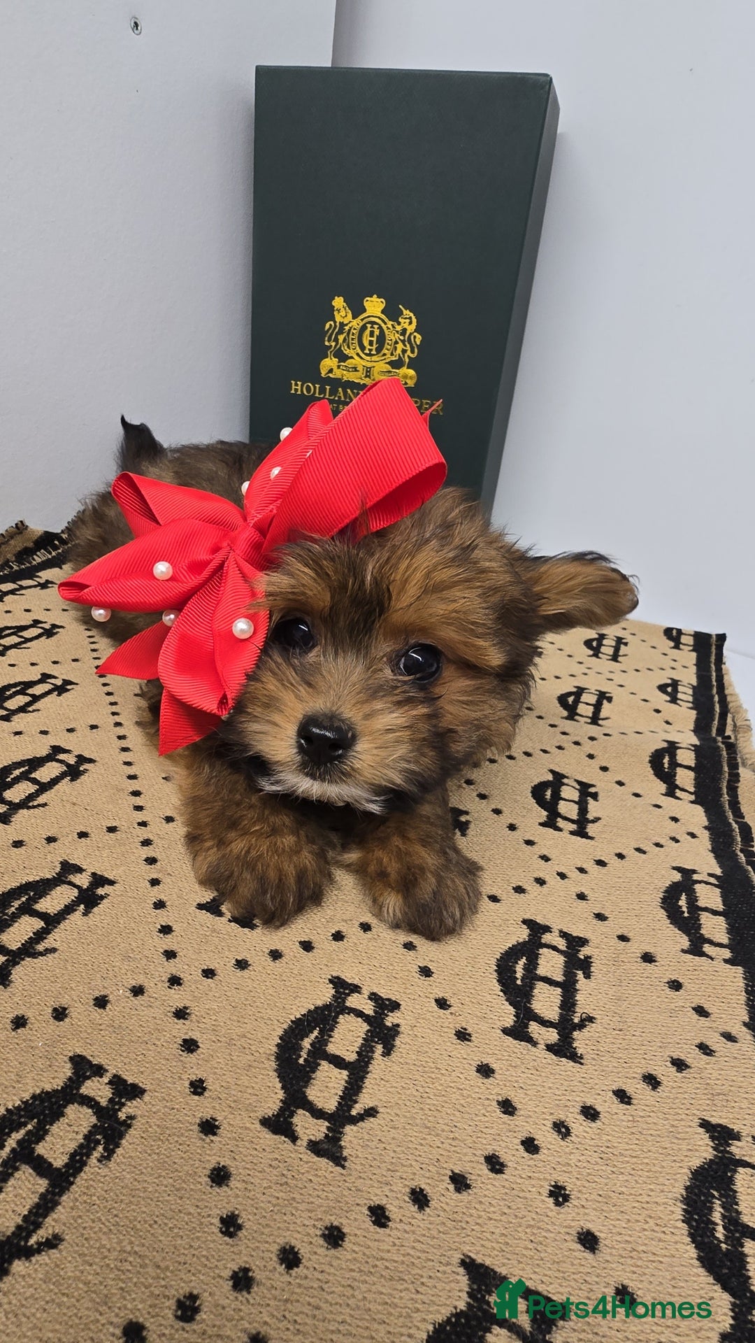 Pomapoo dogs for sale: POCKET SIZED POMAPOOS ~ READY NOW - Image 17
