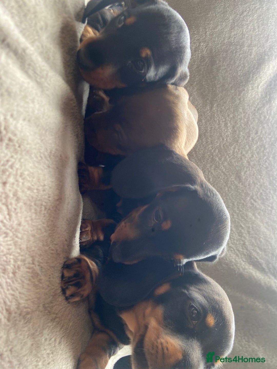 Dachshund dogs for sale: READY TO GO ! STUNNING MINI DACHSHUND - Image 7