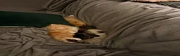 Mixed Breed cats for sale: Kittens for the best homes - Advert 37