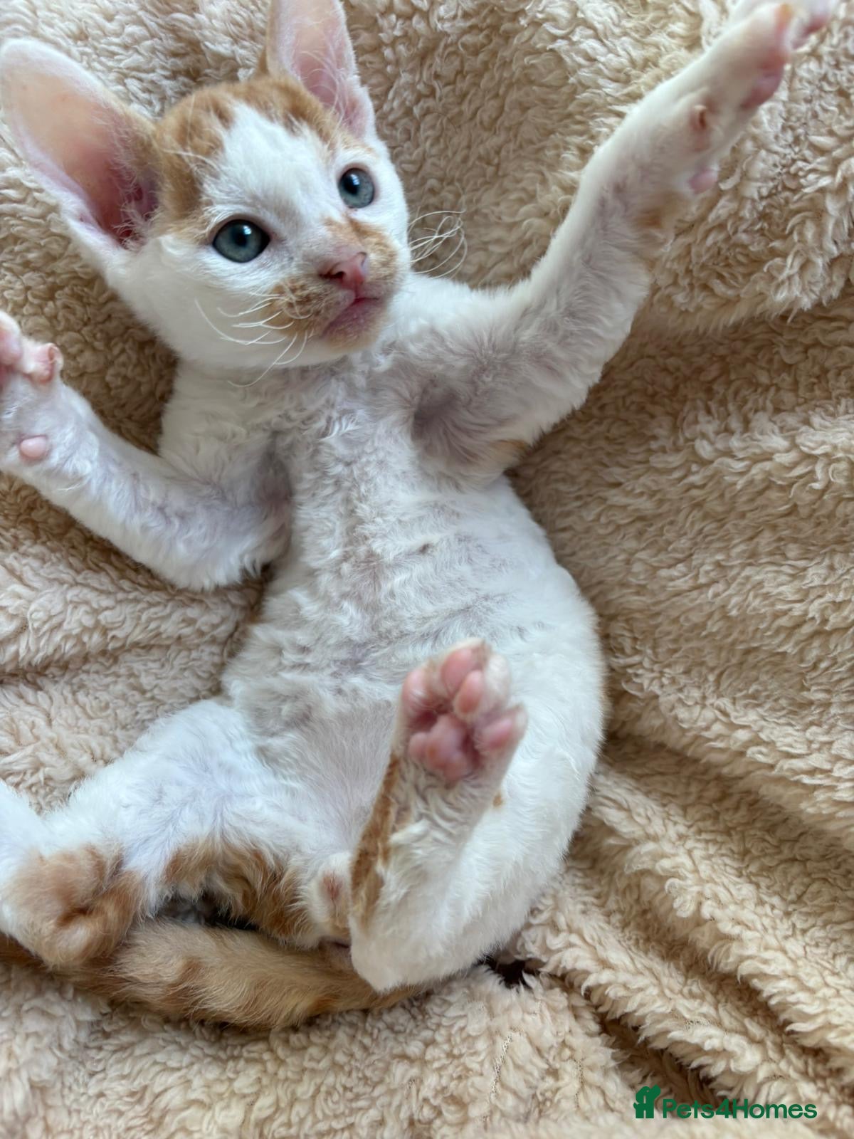 Mixed Breed cats Two Beautiful kittens for sale - Advert 20