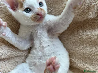 Mixed Breed cats Two Beautiful kittens for sale - Advert 20