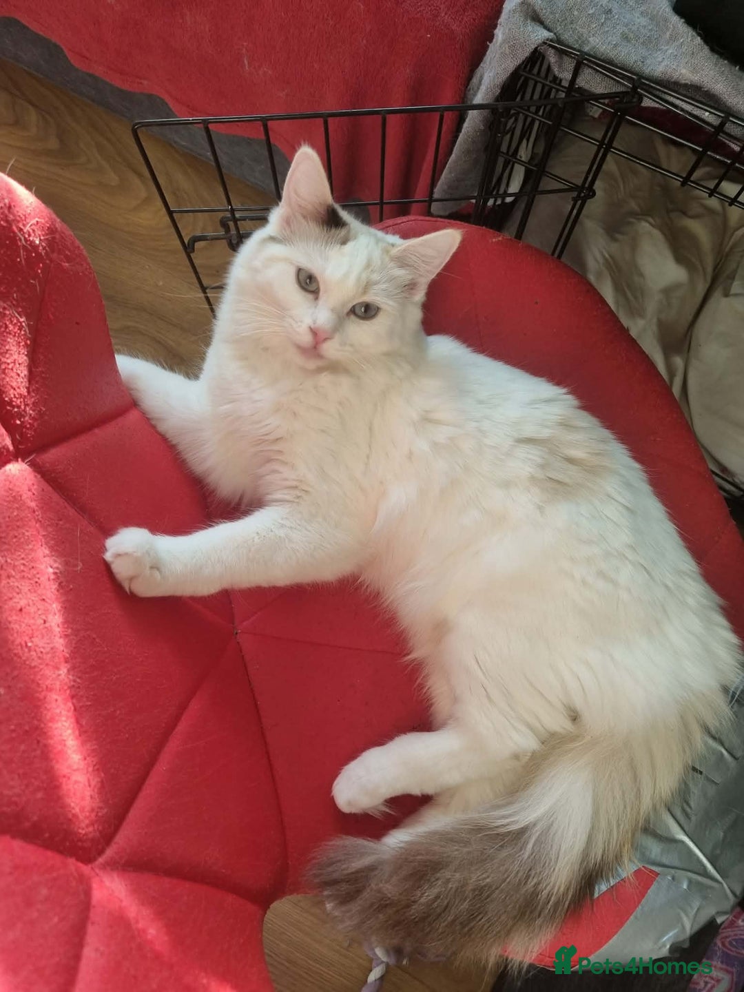 Ragdoll cats for sale: Ragdoll girls  - Advert 14