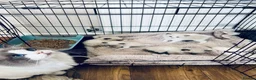 Ragdoll cats for sale: Ragdoll in Sittingbourne - Advert 3