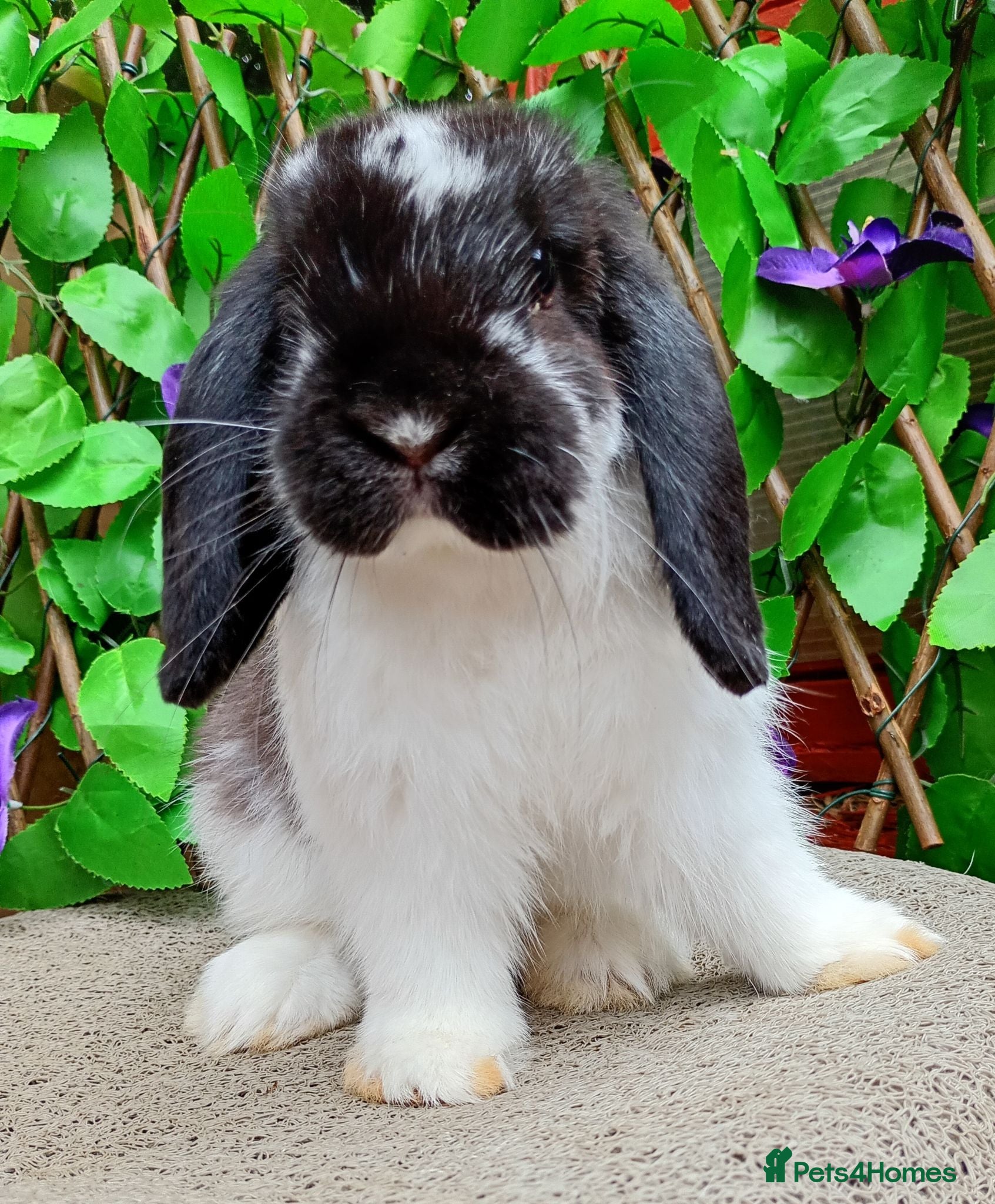 Mini Lop rabbits Mini lop  - Advert 12