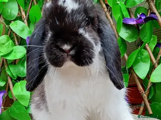 Mini Lop rabbits Mini lop - Advert 1