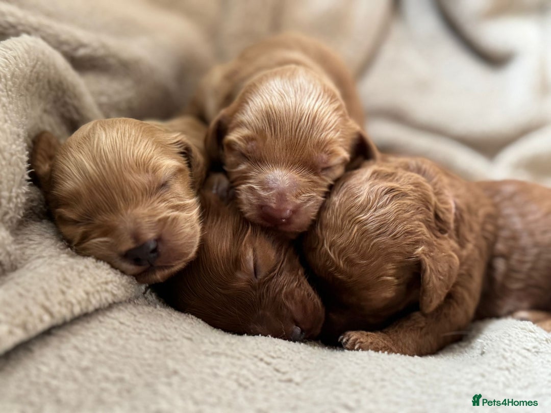 Cockapoo dogs for sale: 2 weeks old cockapoos  - Image 26