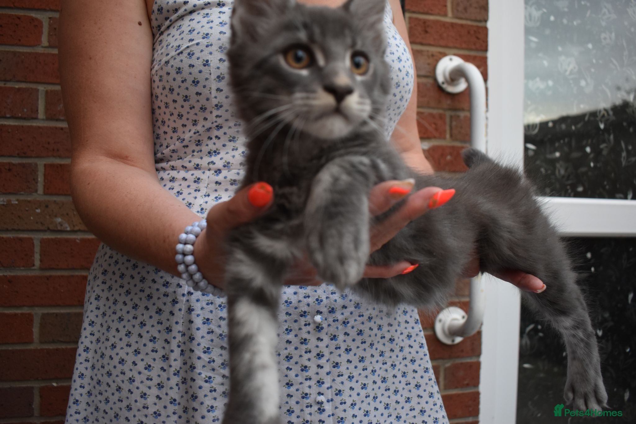 Maine Coon cats 😊Beautiful TICA registered Maine Coon Kittens😊  - Advert 2