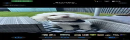 Miniature Poodle dogs for stud: Beautiful cream miniature poodle for stud - Advert 5