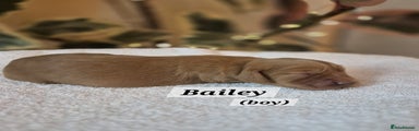 Bailey