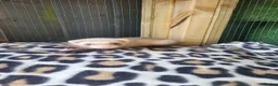 Ferret rodents for sale: 6 beautiful kits ready for new homes in Newport - Advert 5