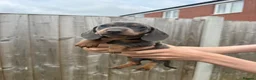 Miniature Dachshund dogs for sale: Tiny miniature dachshund  - Advert 2