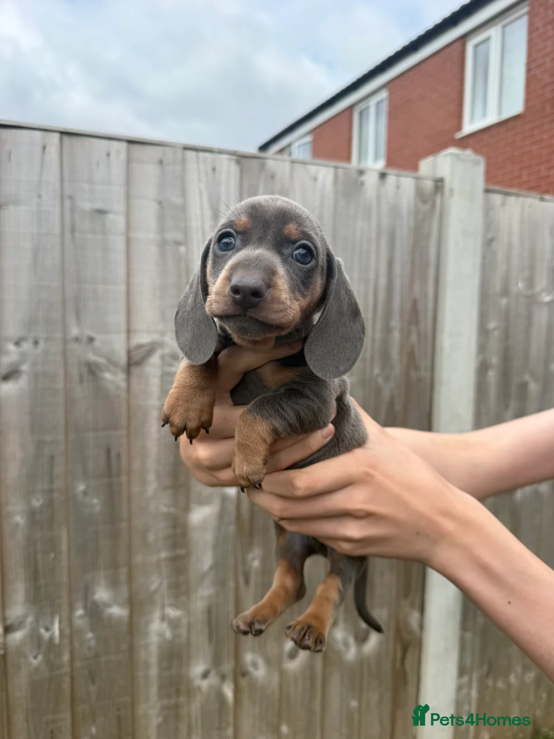 Miniature Dachshund dogs for sale: Tiny miniature dachshund  - Advert 2