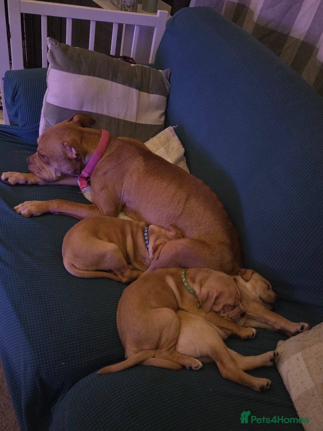 Staffordshire Bull Terrier dogs for sale: Beautiful little girl for sale  - Advert 1