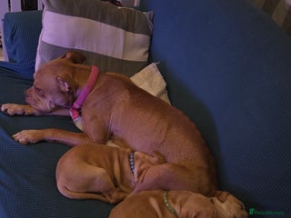 Staffordshire Bull Terrier dogs Beautiful little girl for sale - Advert 1