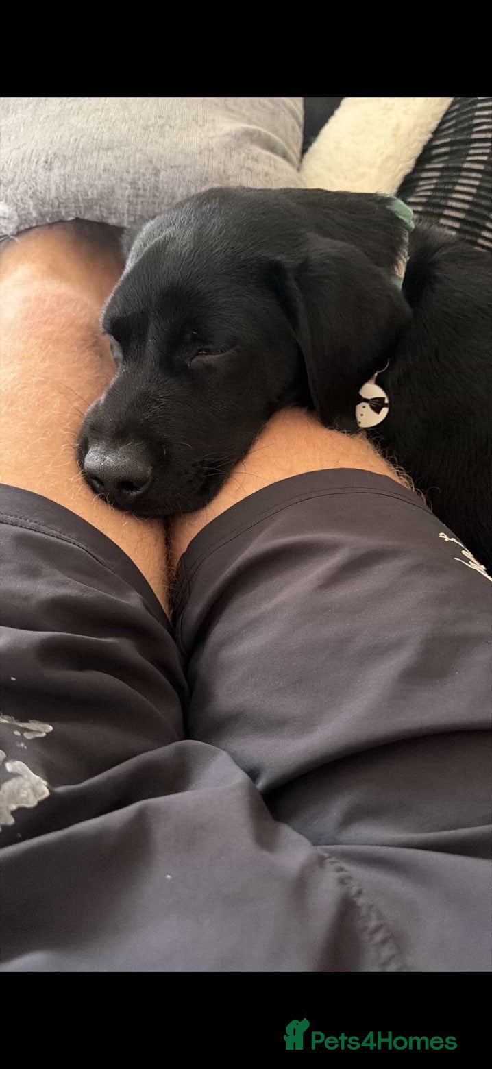 Labrador Retriever dogs for sale: Black Labrador puppy - Advert 2