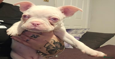 Mixed Breed dogs - Advert 13