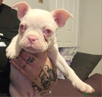 Mixed Breed dogs - Advert 10