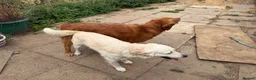 Golden Retriever dogs for sale: KC Registered Golden retriever puppies - Advert 5