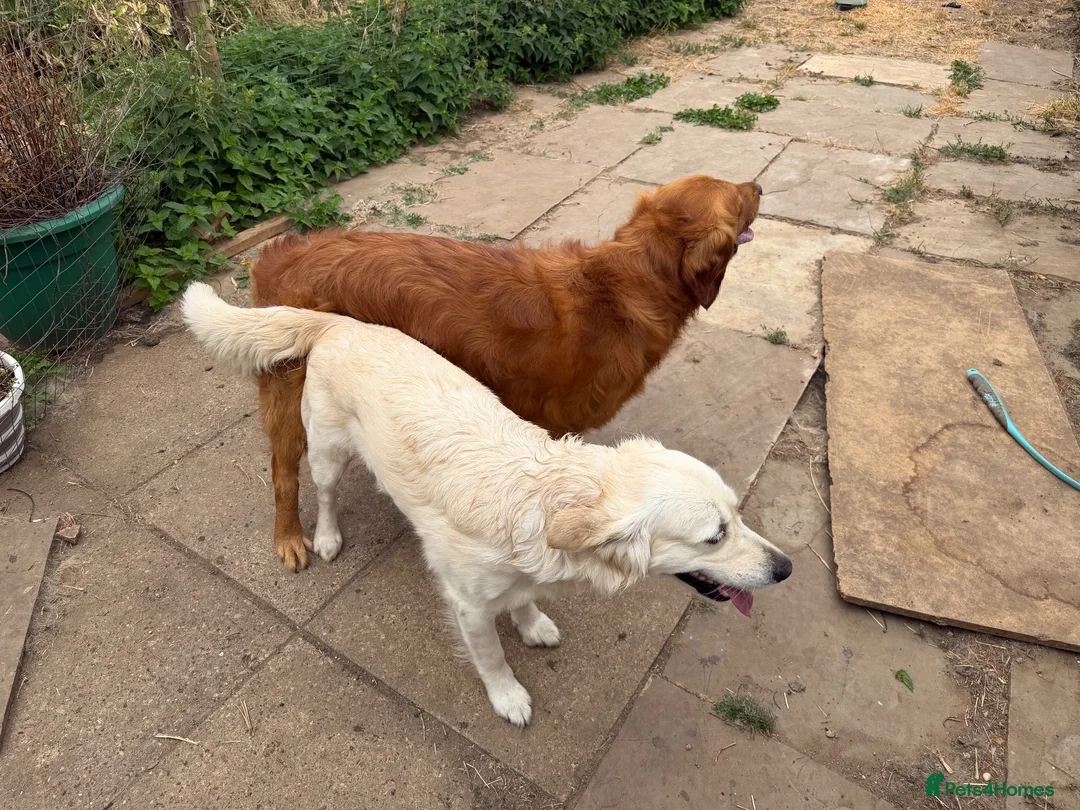 Golden Retriever dogs for sale: KC Registered Golden retriever puppies - Advert 5