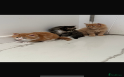 Maine Coon cats for sale: Stunning Mainecoon Kittens - Image 16