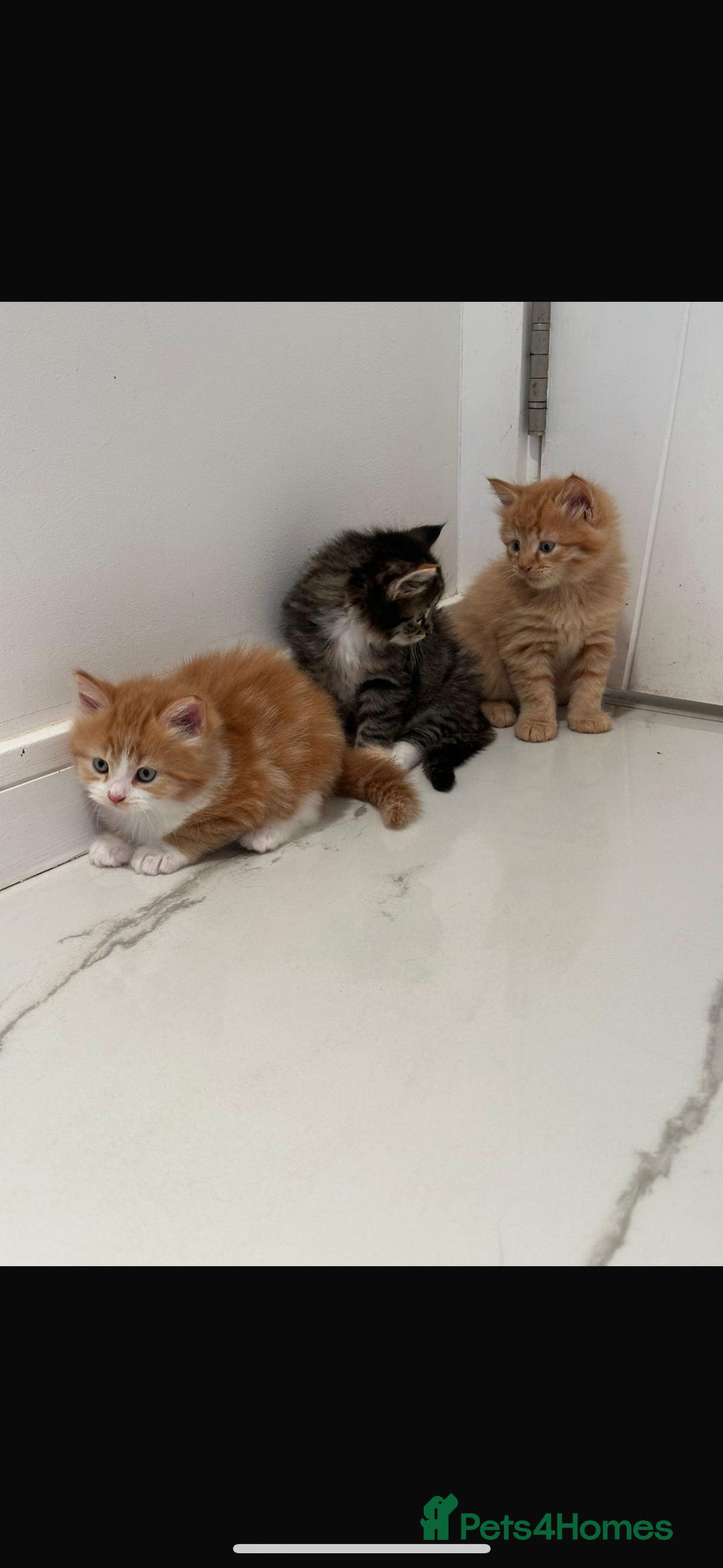 Maine Coon cats for sale: Stunning Mainecoon Kittens - Image 16