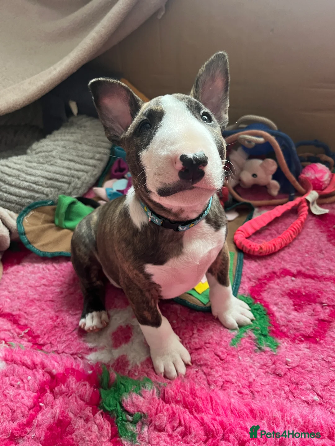 English Bull Terrier dogs for sale: Bull terrier standard. KC registered. BOY - Advert 5