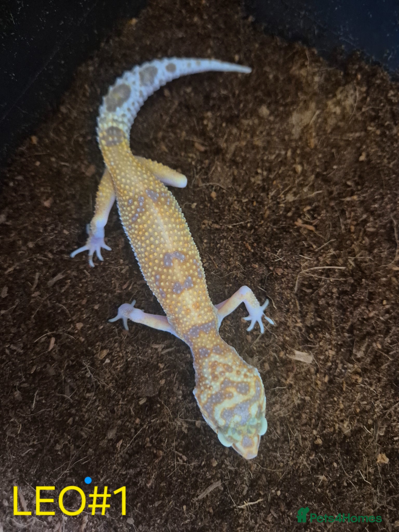 Mixed Breed reptiles Royal python and Leopard Geckos for  sale - Advert 2