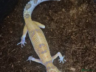 Mixed Breed reptiles Royal python and Leopard Geckos for sale - Advert 2