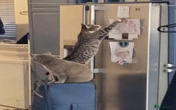 Mixed Breed cats for sale: 10 month old tabby kitten/cat  - Image 2