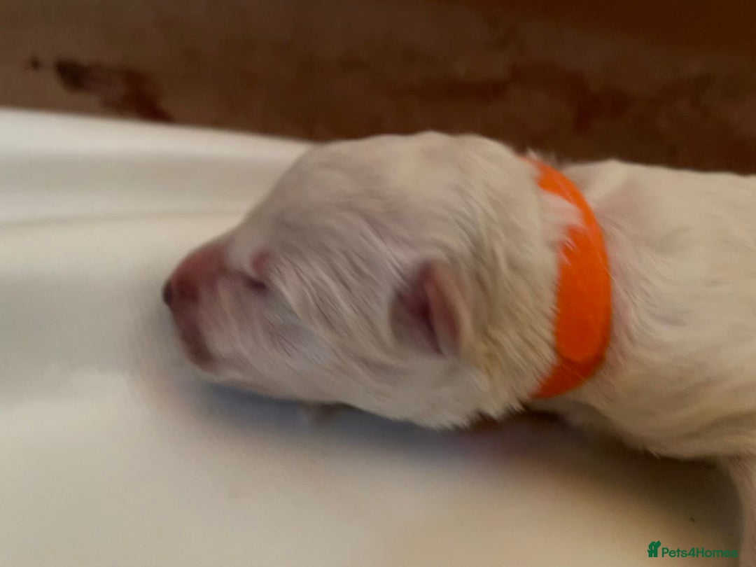 White Swiss Shepherd dogs for sale: White Swiss Shepherd Puppies 🐾🍼KC Registered - Image 8