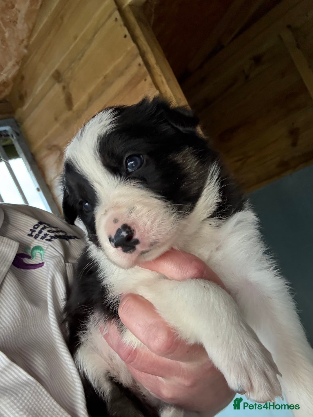 Border Collie dogs for sale: Beautiful Border Collie Puppies - Image 7