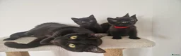 Mixed Breed cats for sale: British short-hair cross kittens  in Saint Austell - Advert 5